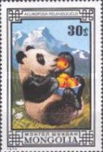 Giant Panda (Ailuropoda melanoleuca)
