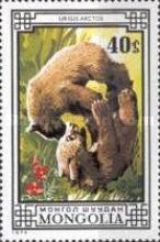 Brown Bear (Ursus arctos)