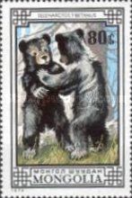 Asiatic Black Bear (Selenarctos thibetanus)