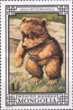Tibetan Blue Bear (Ursus arctos pruinosus)