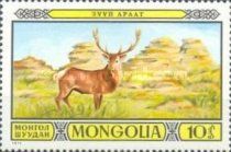 Central Asian Red Deer (Cervus hanglu)