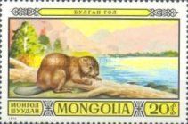 Eurasian Beaver (Castor fiber)