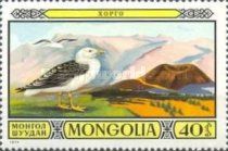 Vega Gull (Larus vegae).
