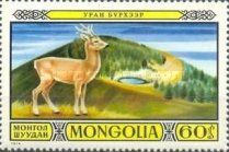 Eastern Roe Deer (Capreolus pygargus)