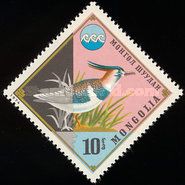 Northern Lapwing (Vanellus vanellus)