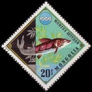 Sturgeon (Acipenser sp.)