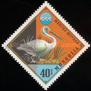 Dalmatian Pelican (Pelecanus crispus)