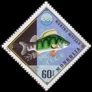 European Perch (Perca fluviatilis)