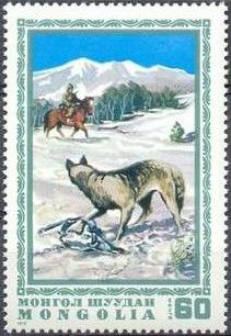 Trapped Wolf (Canis lupus)
