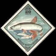 Redfin (Pseudaspius leptocephalus)