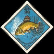 Tench (Tinca tinca)