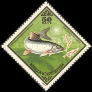 Humpback Whitefish (Coregonus lavaretus pidschian)