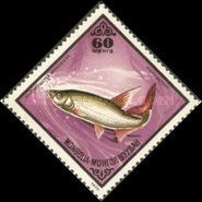 Mongolian Redfin (Erythroculter mongolicus)