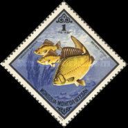Goldfish (Carassius auratus auratus)
