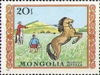 Horse (Equus ferus caballus) Tamer
