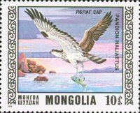 Osprey (Pandion haliaetus)