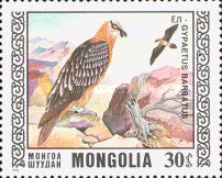 Bearded Vulture (Gypaetus barbatus)