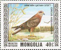 Western Marsh-harrier (Circus aeruginosus)