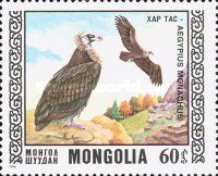 Cinereous Vulture (Aegypius monachus)