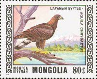 Golden Eagle (Aquila chrysaetos)