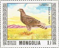 Steppe Eagle (Aquila nipalensis)