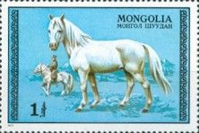 White Stallion (Equus ferus caballus)