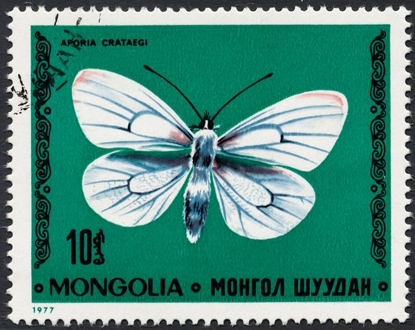Black-veined White (Aporia crataegi)