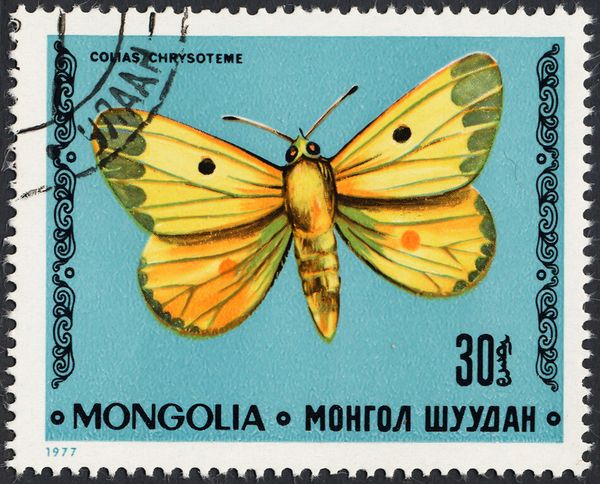 Lesser Clouded Yellow (Colias chrysoteme)