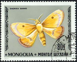 Clouded Buff (Diacrisia sanno)