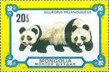 Giant Panda (Ailuropoda melanoleuca)