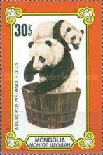 Giant Panda (Ailuropoda melanoleuca)