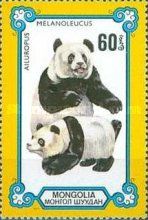 Giant Panda (Ailuropoda melanoleuca)