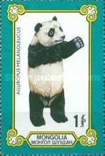 Giant Panda (Ailuropoda melanoleuca)