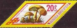 Variegated Boletus (Boletus variegatus)