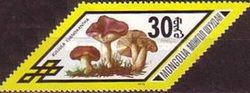 The Charcoal Burner (Russula cyanoxantha)