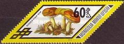 Yellow Swamp Russula (Russula flava)