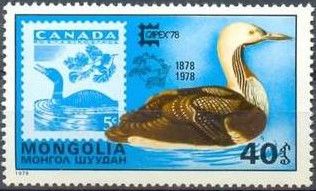 Pacific Loon (Gavia Pacifica)