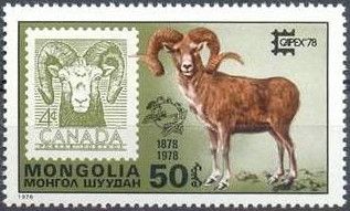 Bighorn Sheep (Ovis canadensis)
