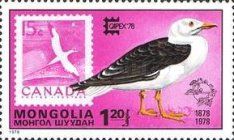 Vega Gull (Larus vegae)