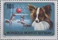 Papillon (Canis lupus familiaris)