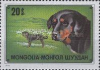 Black Mongolian Sheepdog (Canis lupus familiaris)