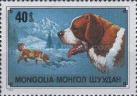 Saint Bernard Dog (Canis lupus familiaris)