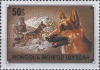 German Shepherd (Canis lupus familiaris)