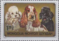 Cocker Spaniel, Wh. and bl. Poodle (Canis lupus familiaris)
