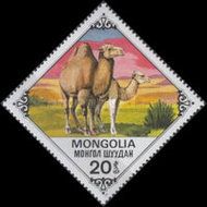 Bactrian Camel (Camelus bactrianus)