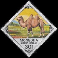 Bactrian Camel (Camelus bactrianus)