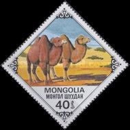 Bactrian Camel (Camelus bactrianus)