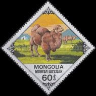 Bactrian Camel (Camelus bactrianus)