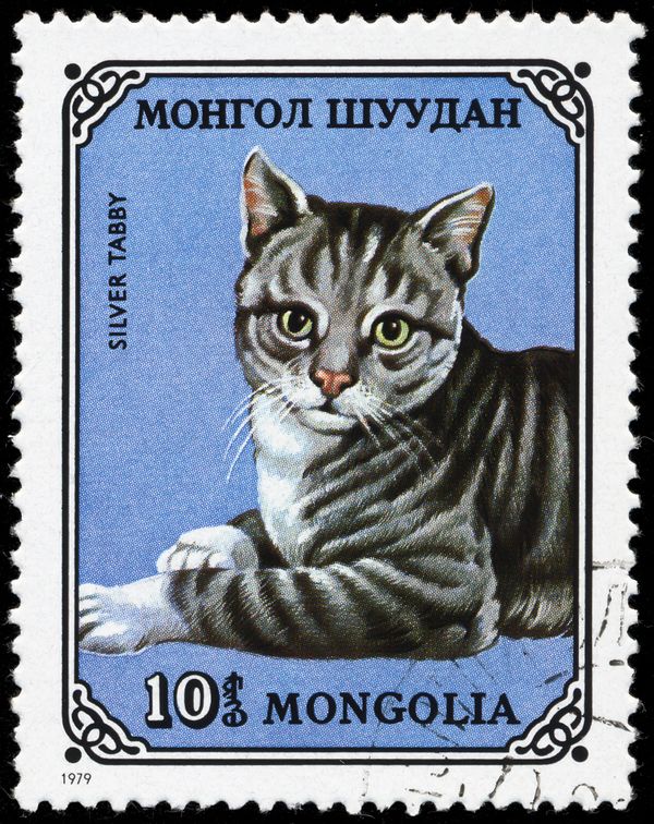 British Silver Tabby (Felis silvestris catus)