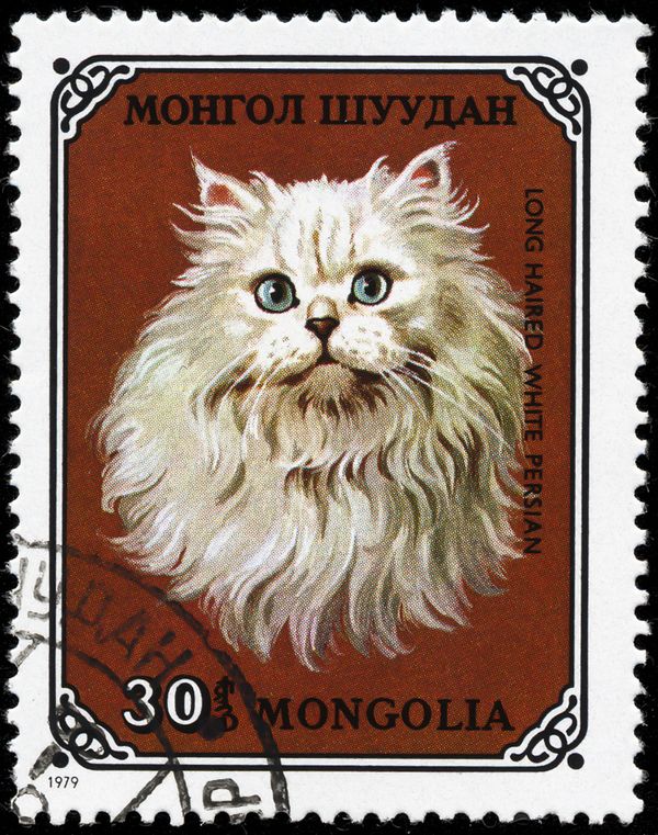 Persian White (Felis silvetris catus)